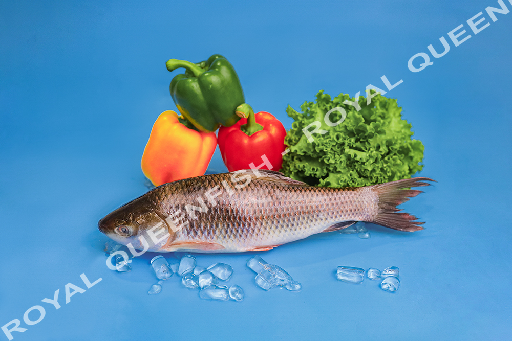 rohu_royalqueenfish