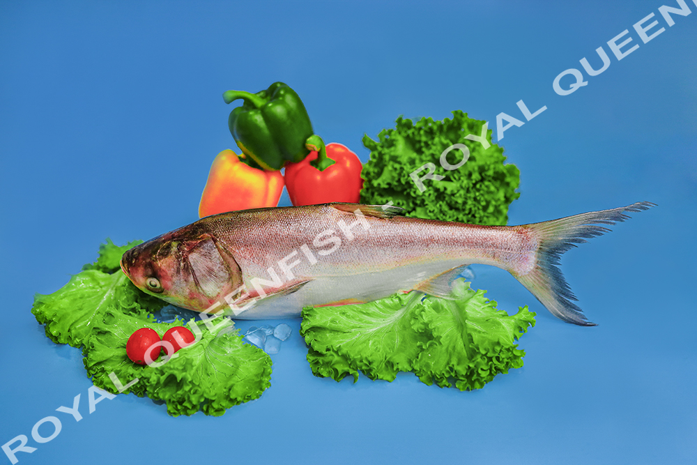 silvercarp_royalqueenfish