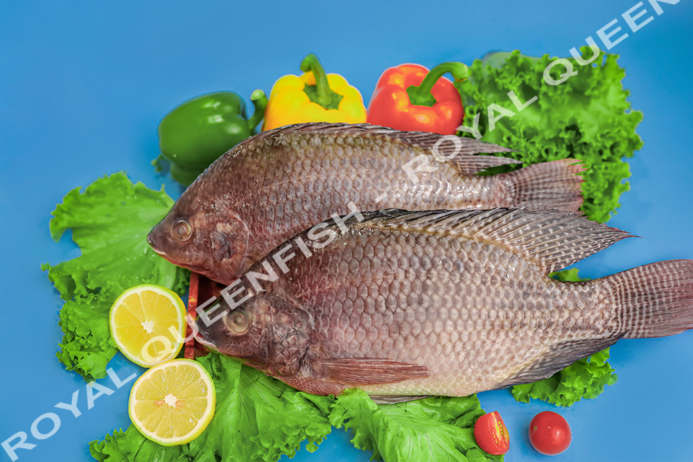 tilapia_royalqueenfish