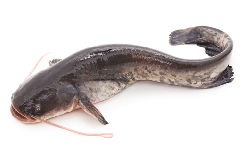 Catfish