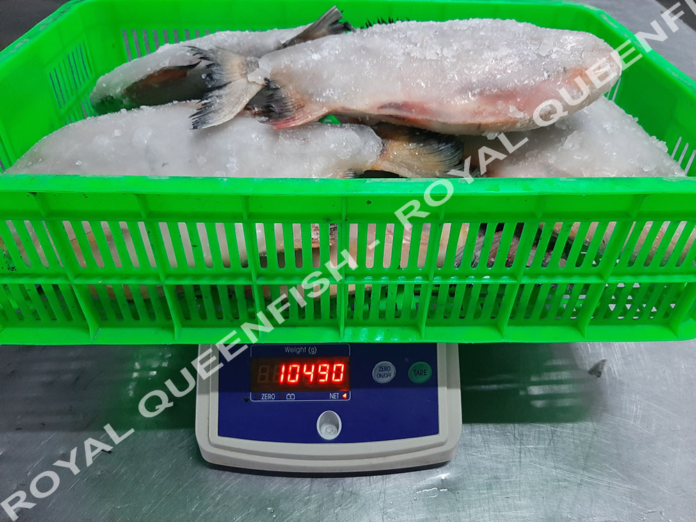 pacuIQF_80%net