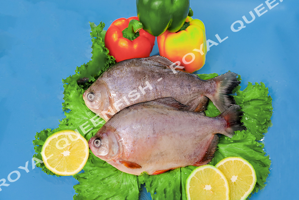 pacuroyalqueenfish