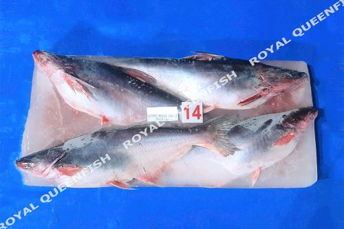 Pangasius WR- 80% NW