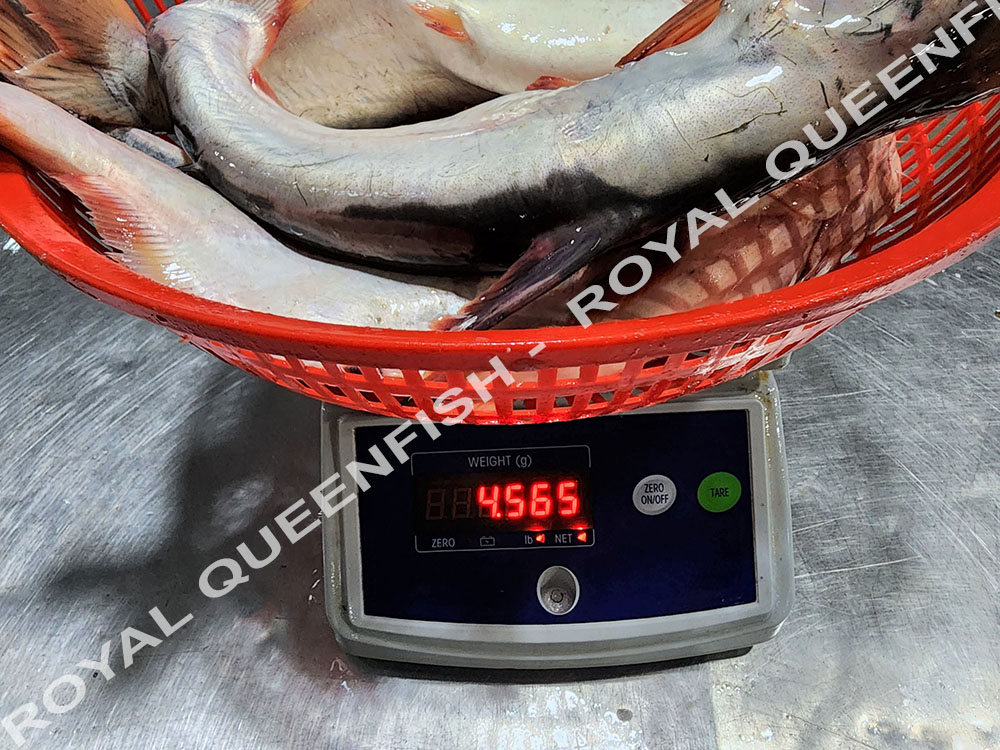 Pangasius WR - 90% NW - Image 2