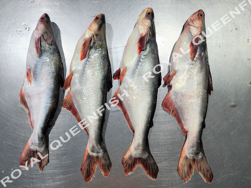 Pangasius WR - 90% NW - Image 4