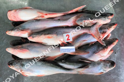 pangasius_100%net