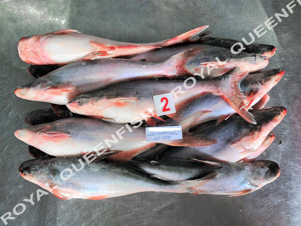 pangasius_100%net