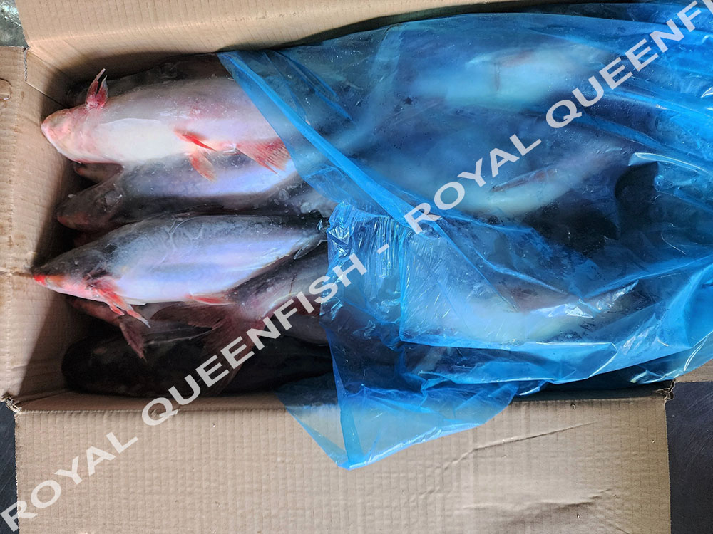 Pangasius WR - 100% NW - Image 2