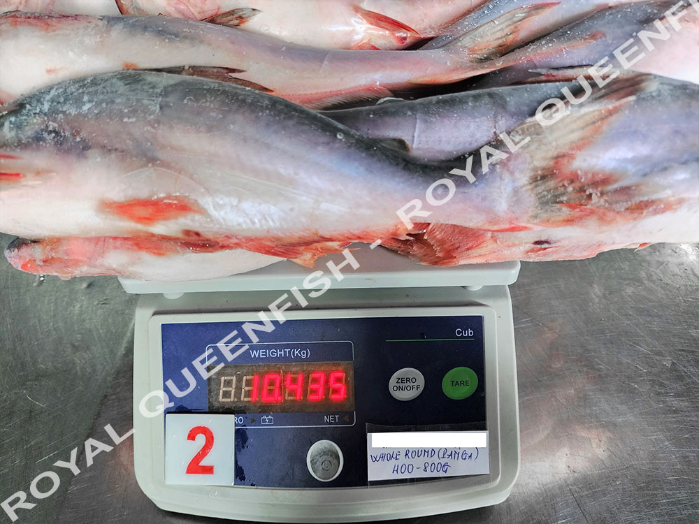 Pangasius WR - 100% NW - Image 3