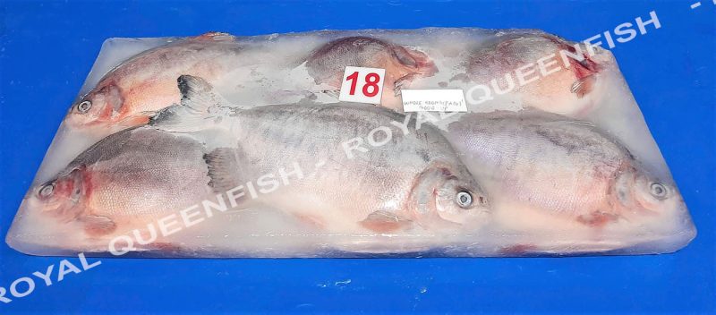 redpacu_80%net