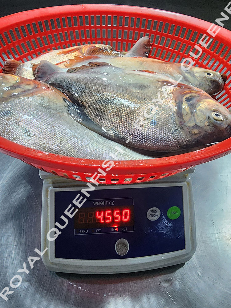Red Pacu WR - 90% NW - Image 4
