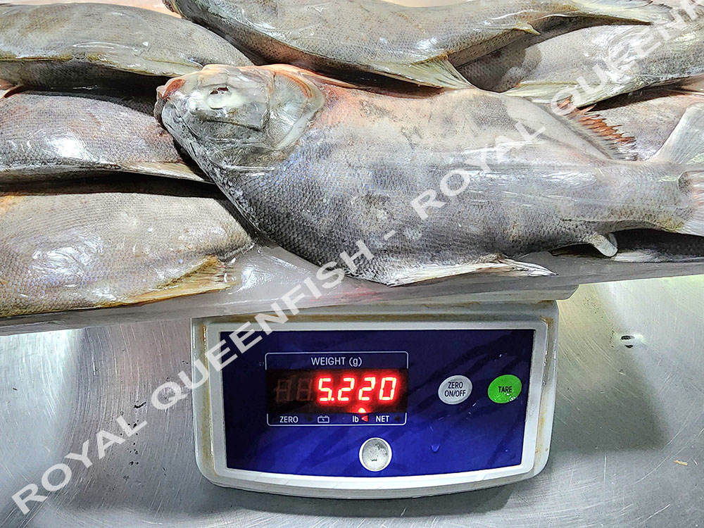 Red Pacu WR - 90% NW - Image 3