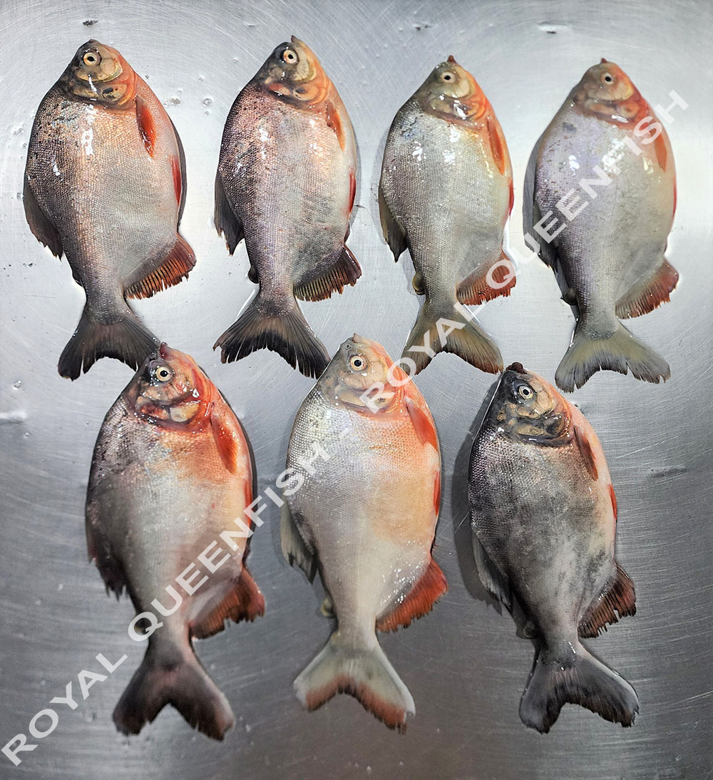 Red Pacu WR - 90% NW - Image 5