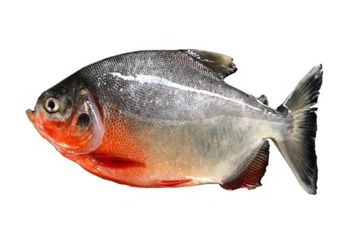 Red Pacu
