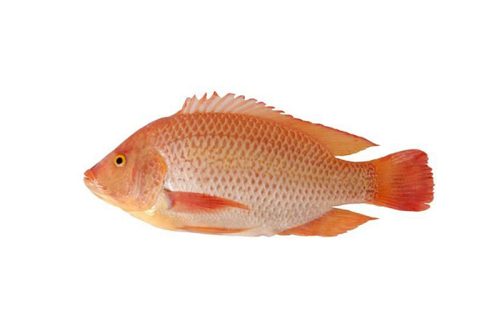 Red Tilapia