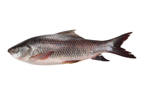 Rohu