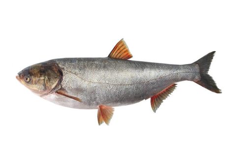 Silver Carp