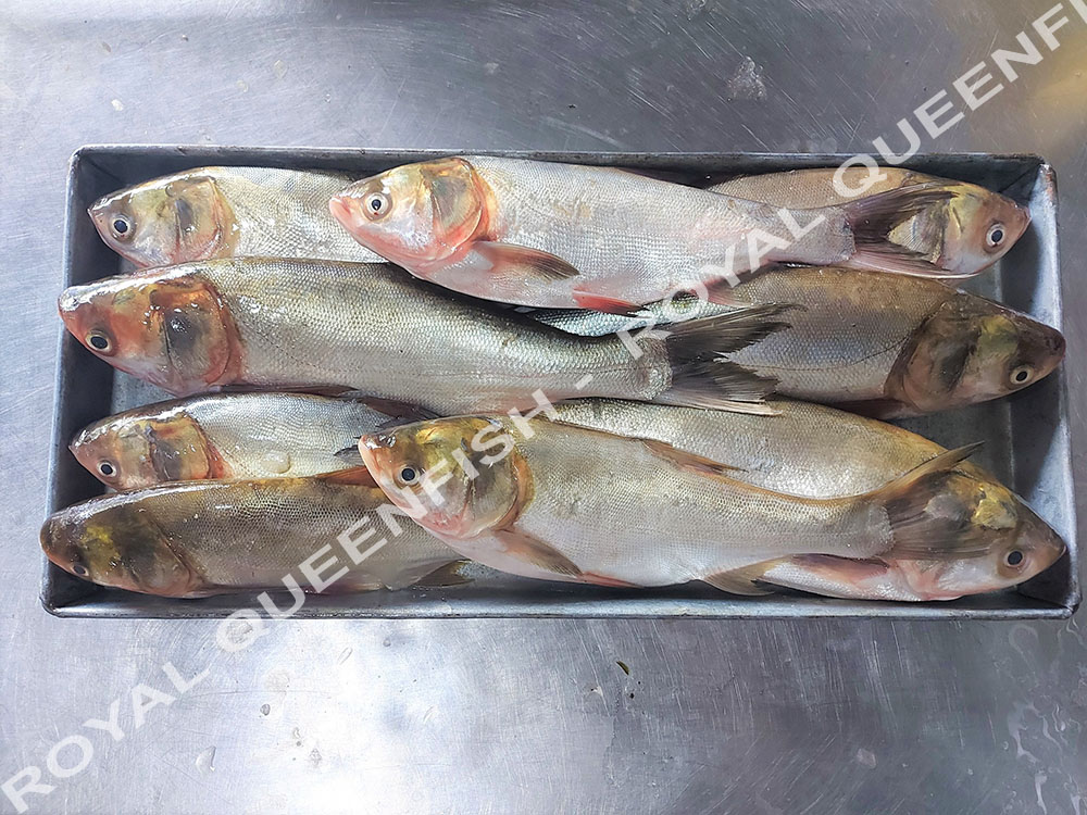 silvercarp_100%NW