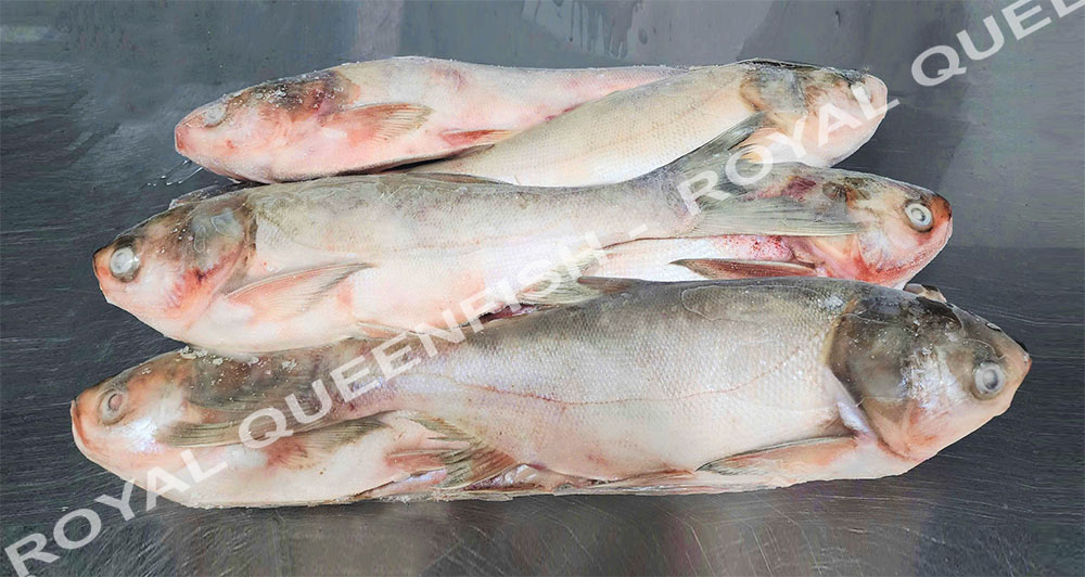silvercarp_100%NW