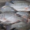 tilapia_100%net
