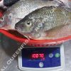 tilapia_100%net
