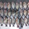 tilapia_100%net