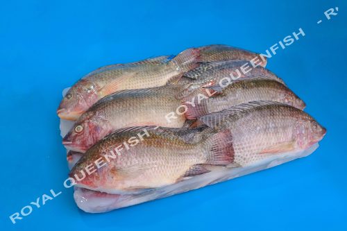 tilapia_90%net