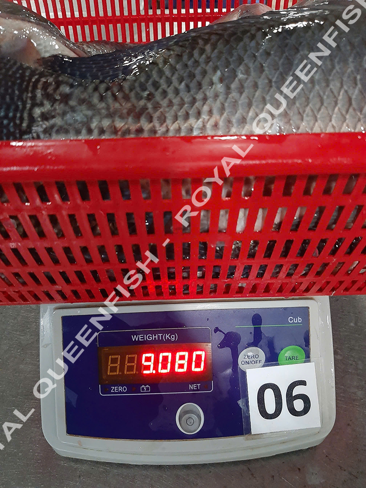 tilapia_90%net