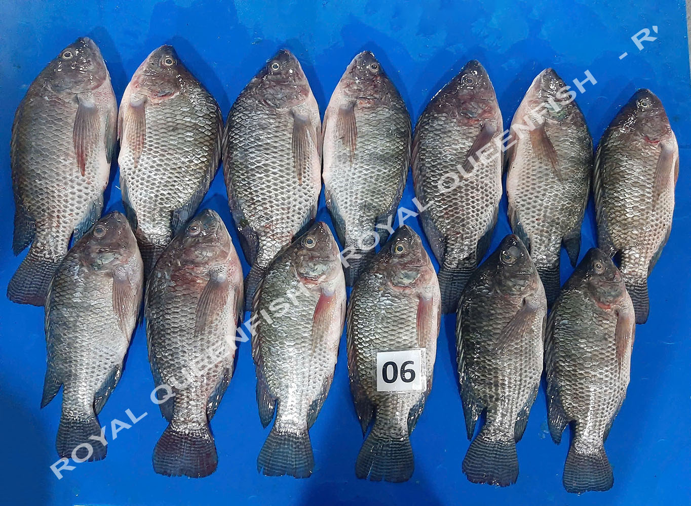 tilapia_90%net