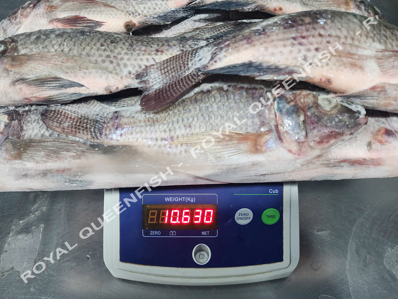 tilapia_90%net
