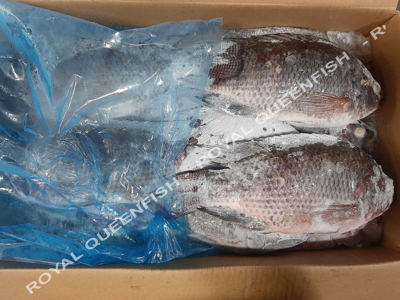 tilapia_90%net