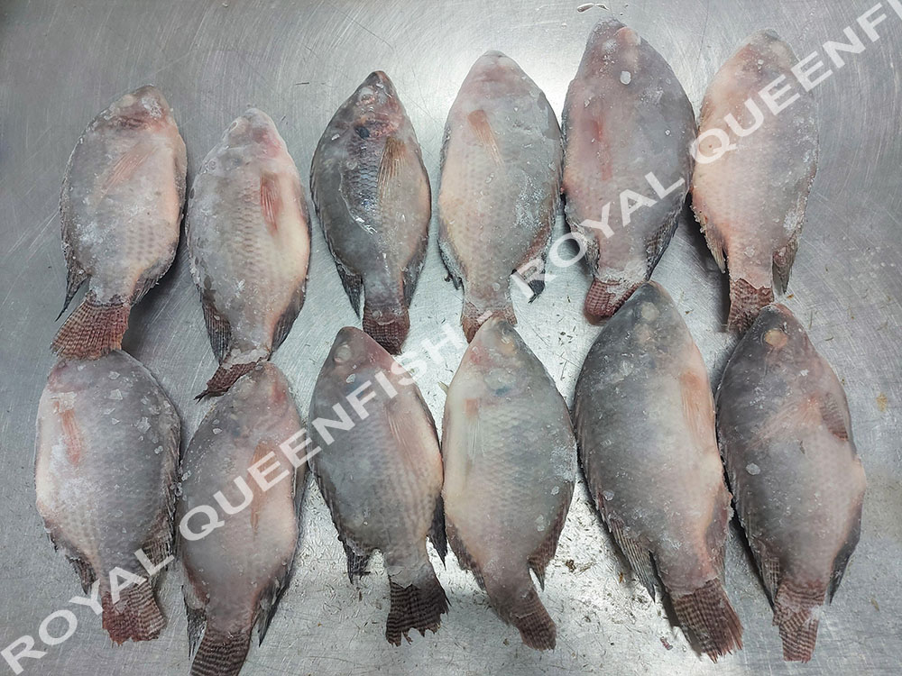 tilapia_IQF90%net