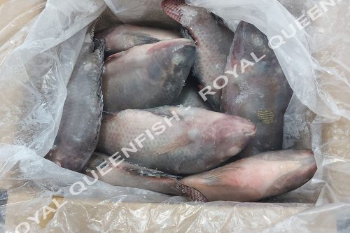 tilapia_IQF90%net