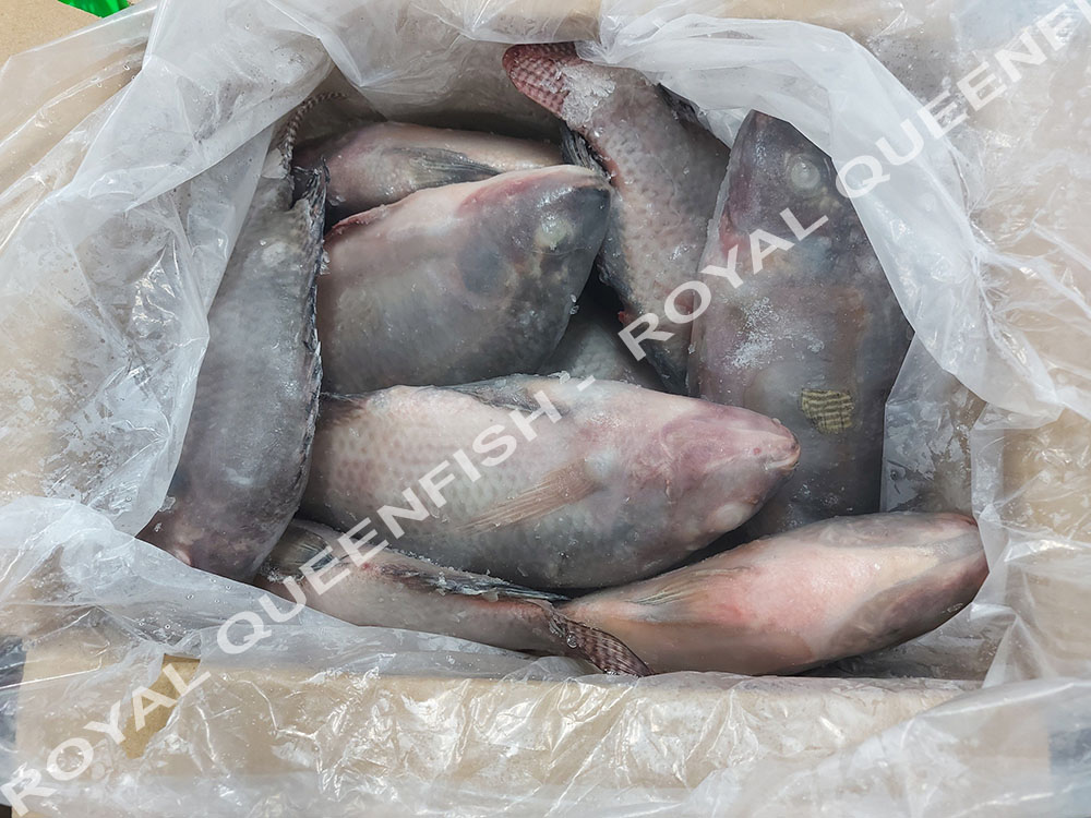 tilapia_IQF90%net