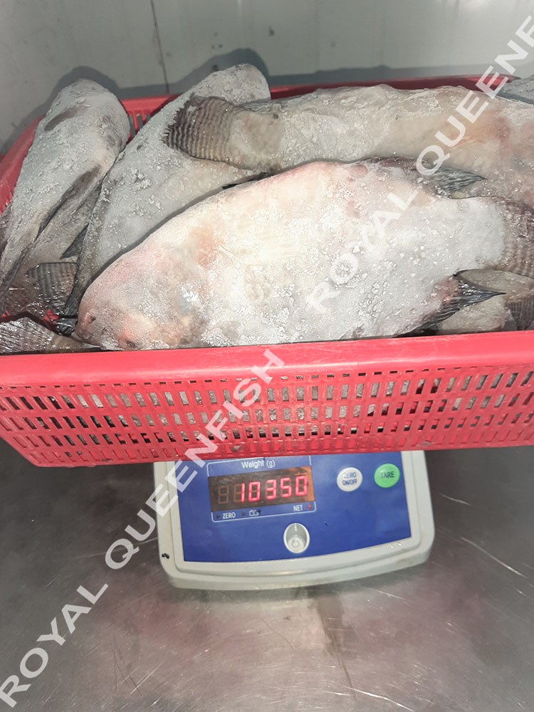 tilapia_IQF90%net