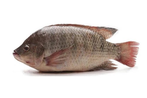 Tilapia