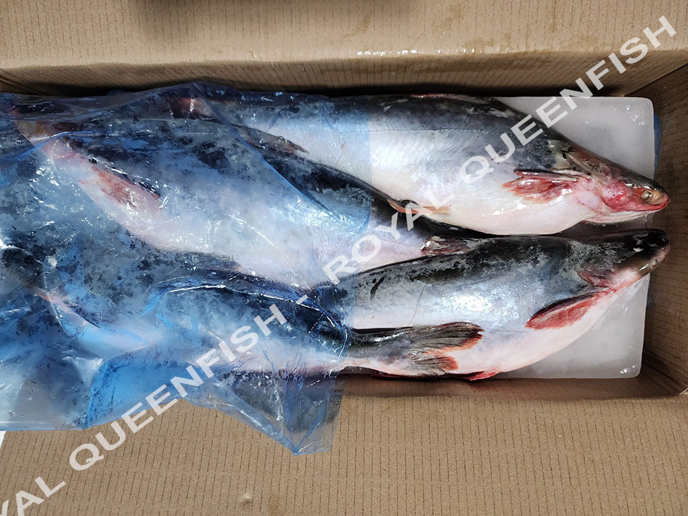 Pangasius WR - 90% NW - Image 3
