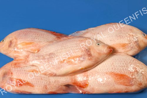 Red Tilapia WR - 90% NW