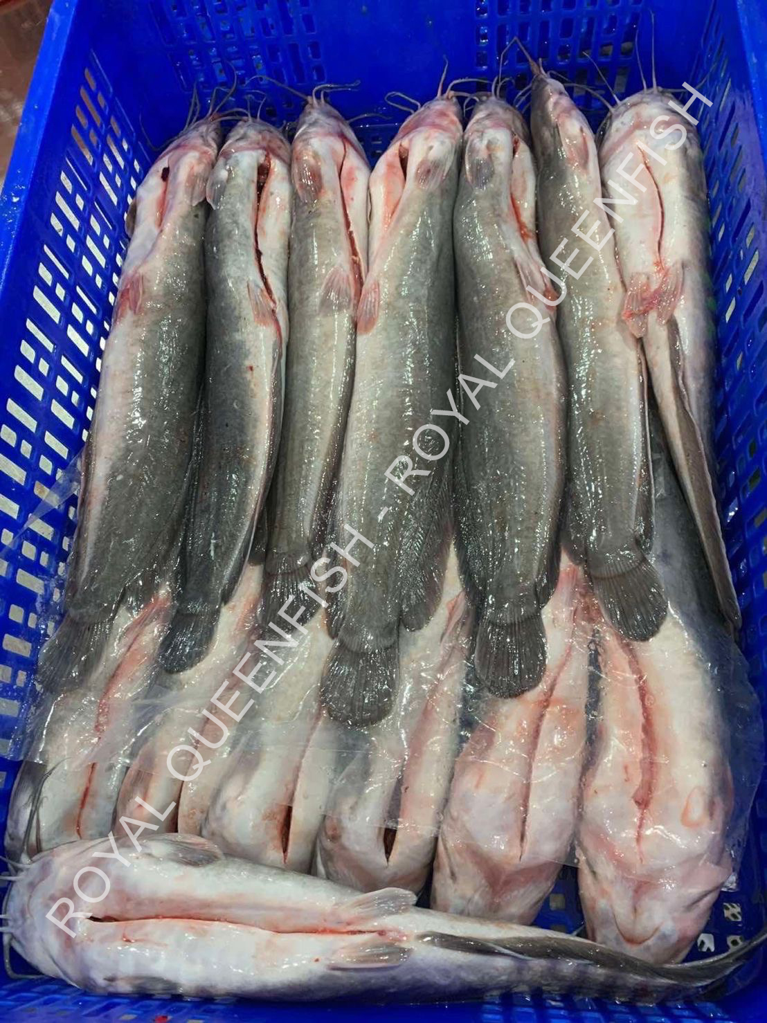 Catfish Gutted