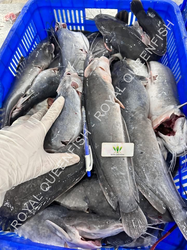 Catfish Gutted - Image 3