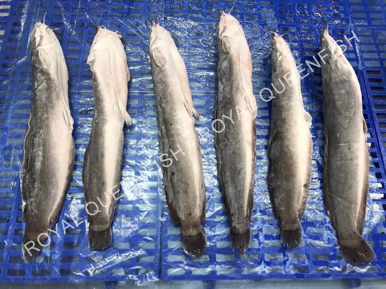 Catfish Gutted - Image 2