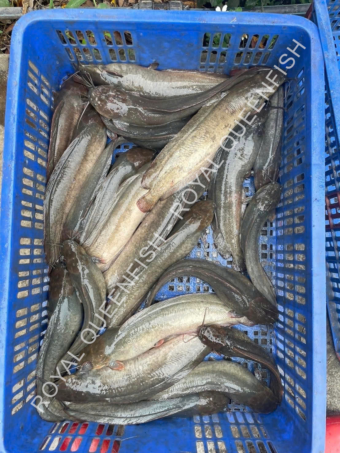 Catfish Gutted - Image 4